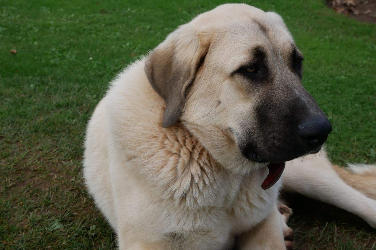 perro mastín tranquilo acostado en el suelo