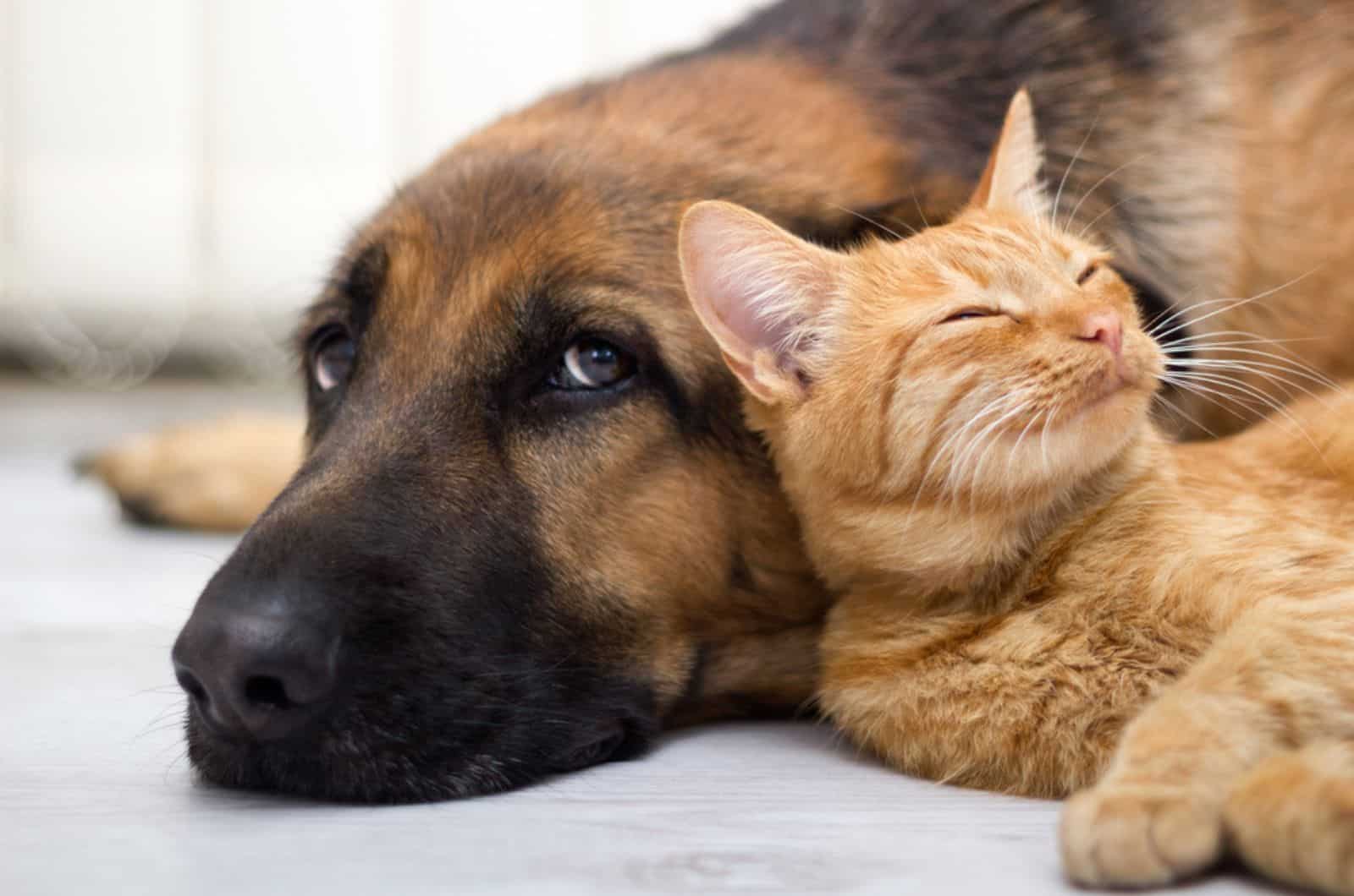 gato durmiendo sobre un perro en el suelo