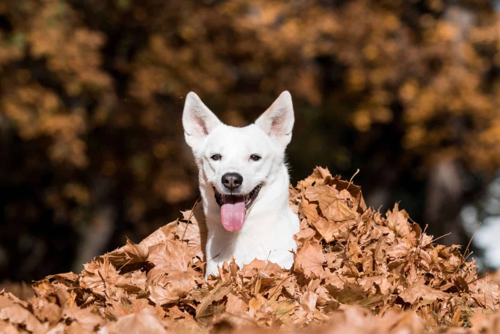 perro canaan en un montón de hojas