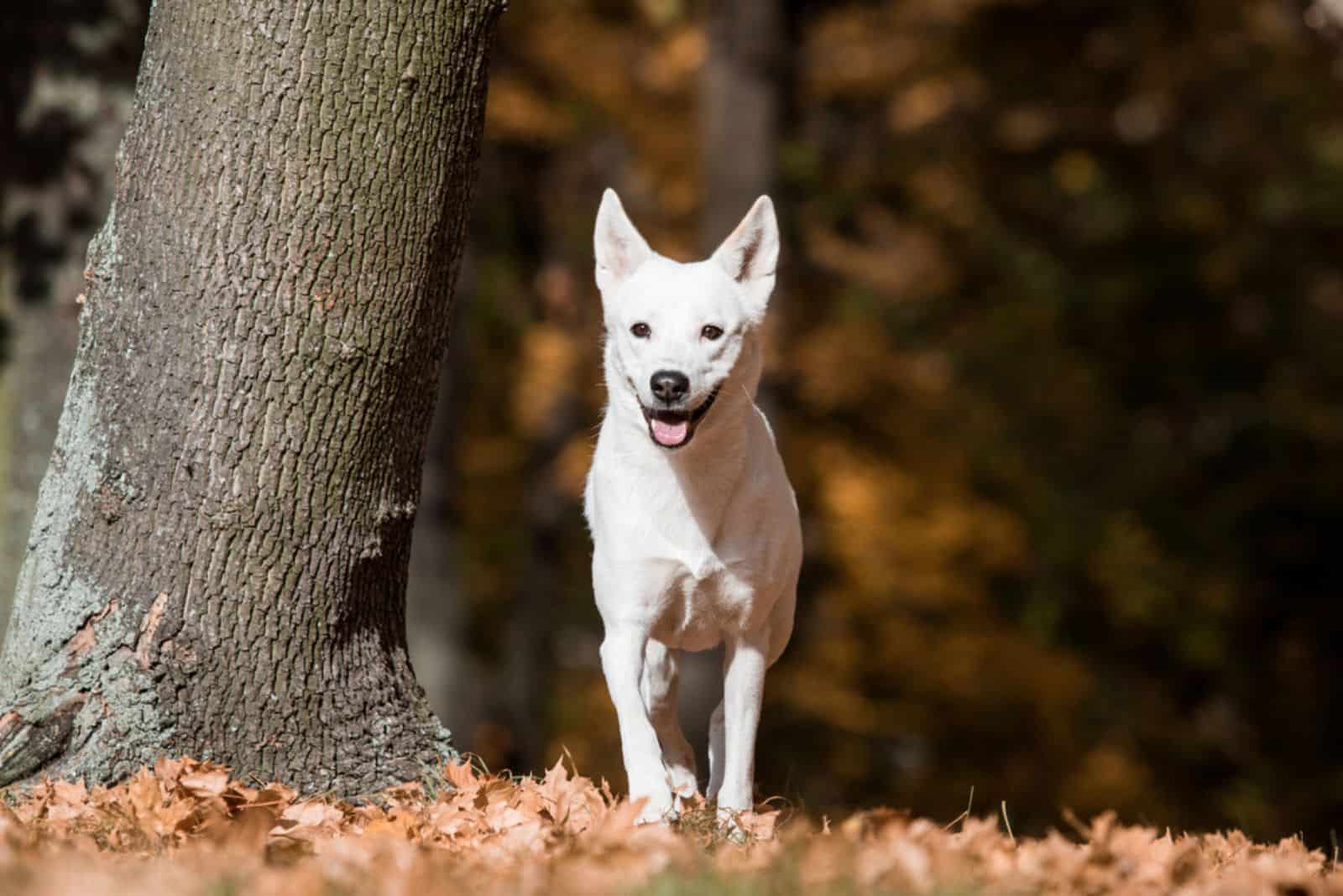 perro canaan en el bosque