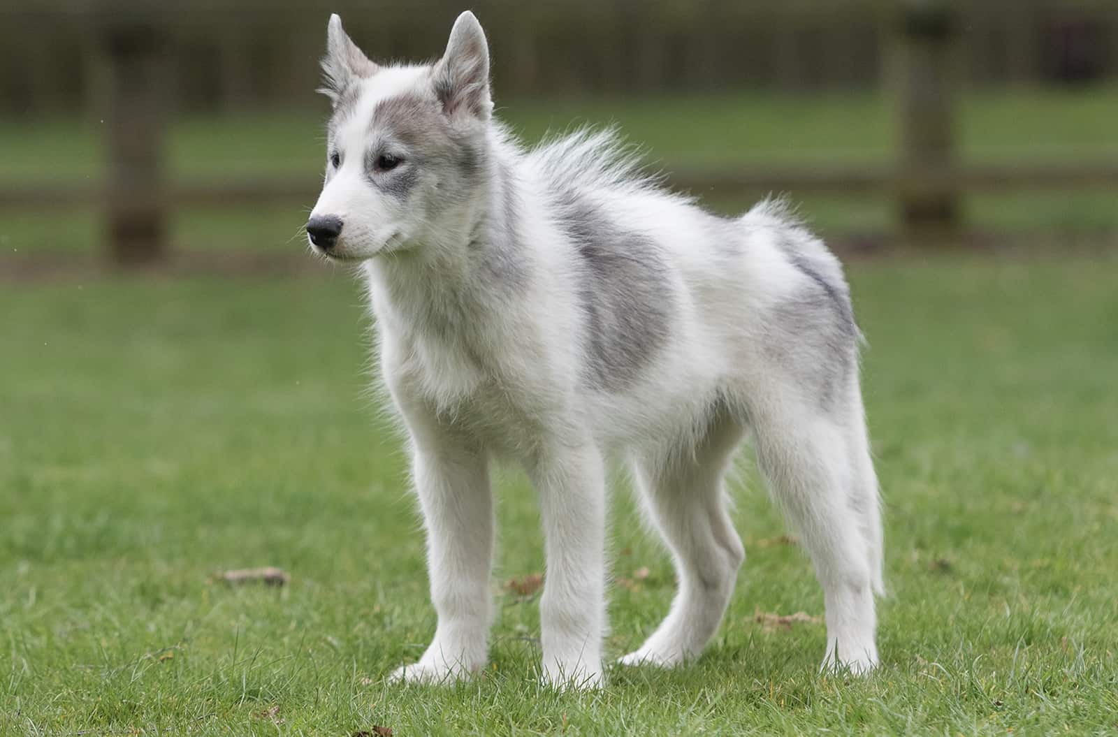 perro esquimal canadiense de pie en el césped