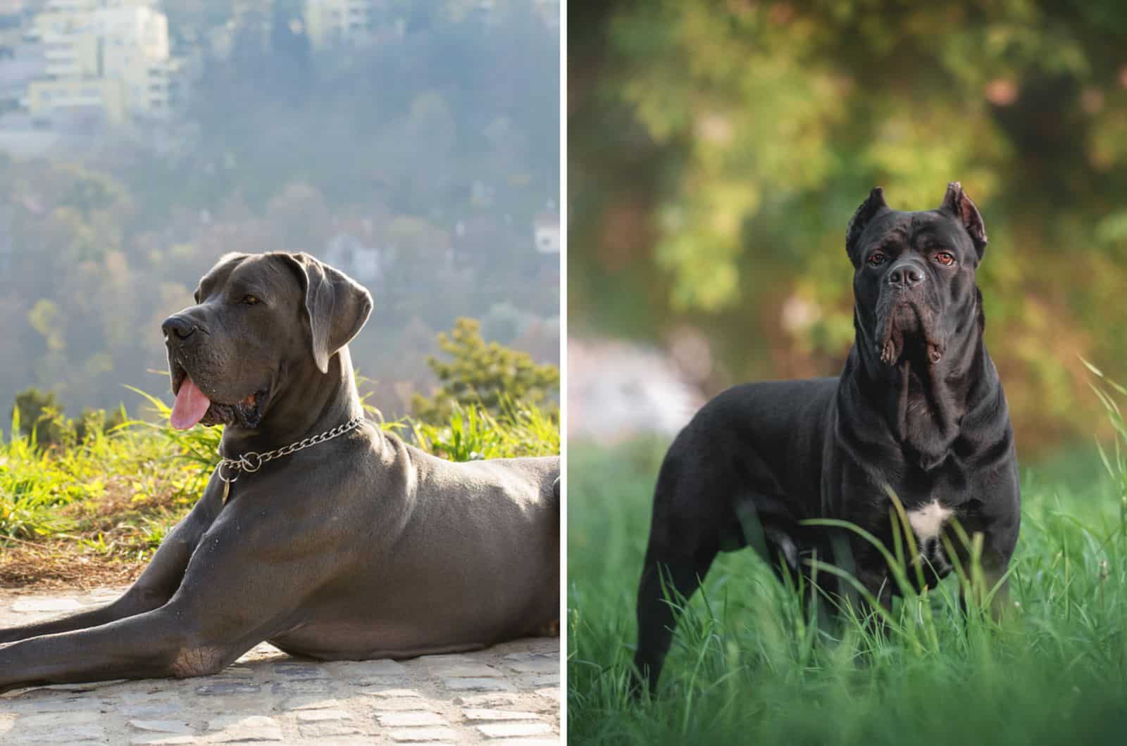 cane corso y gran danés uno al lado del otro
