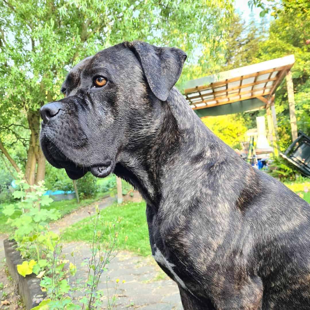 mezcla de cane corso y boxer