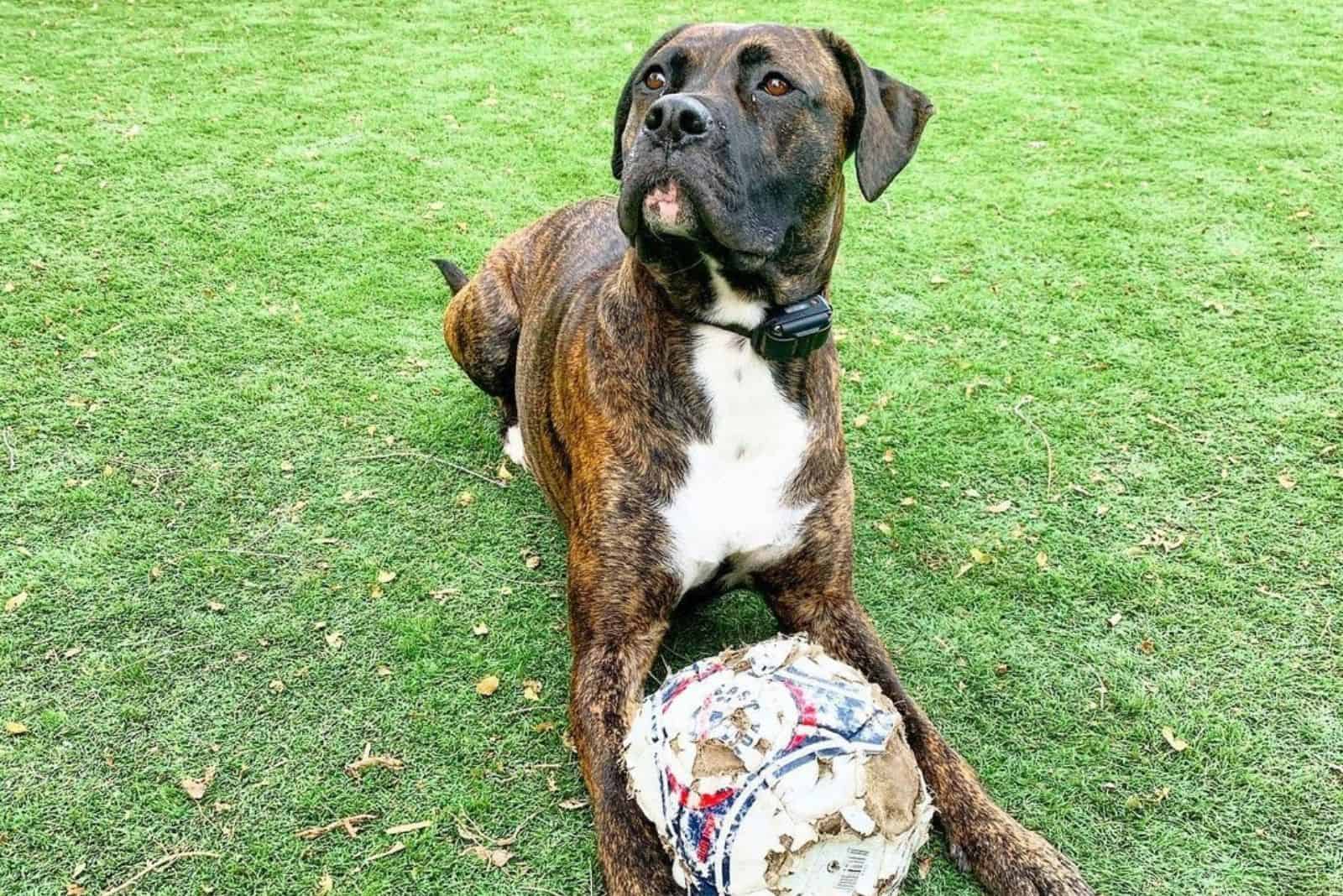 mezcla de cane corso boxer boxer corso