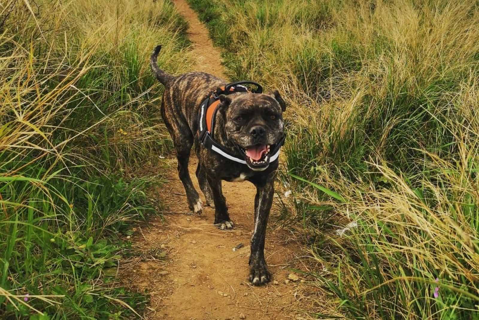 perro mezcla de Cane Corso y Boxer