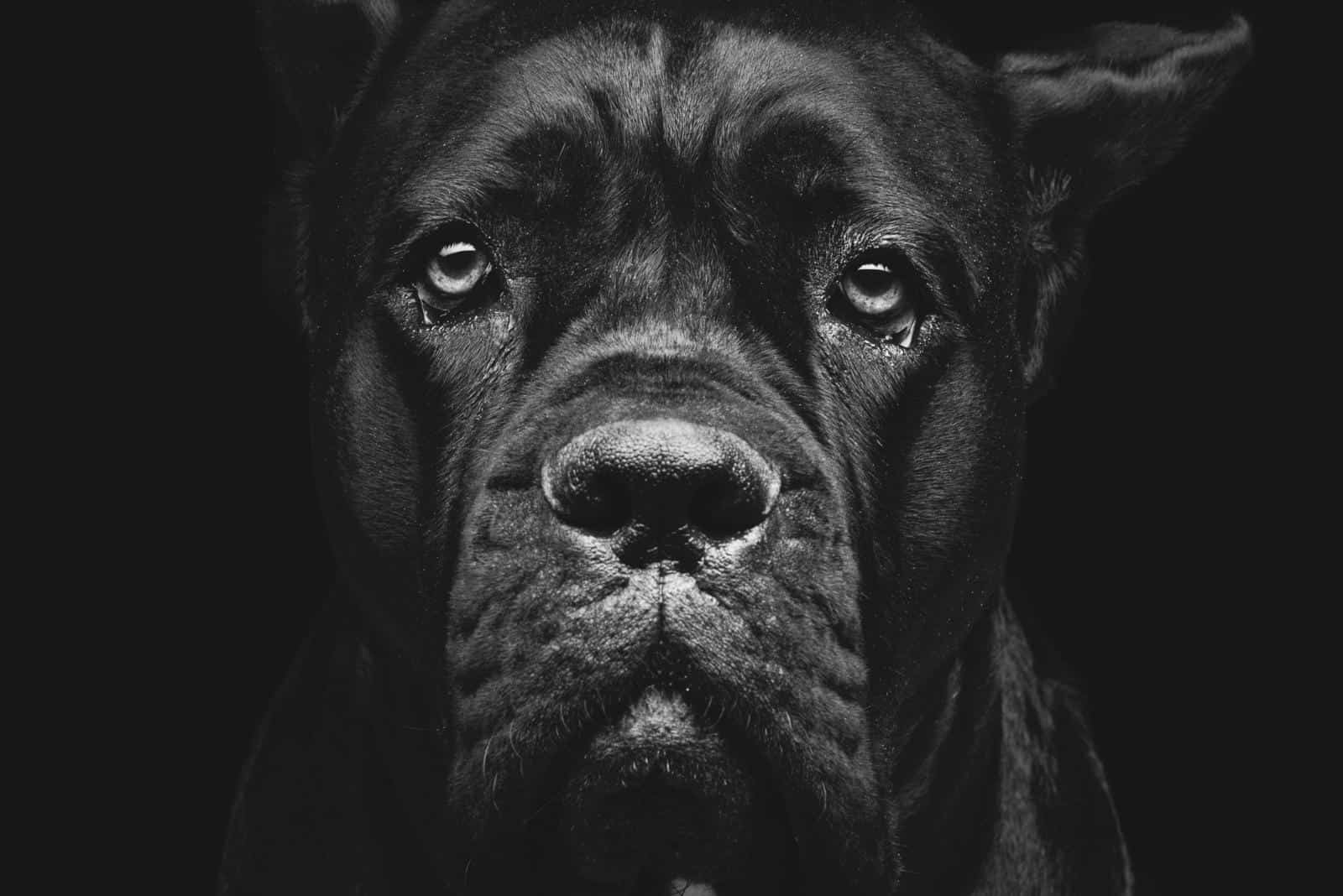 cane corso con ojos lindos