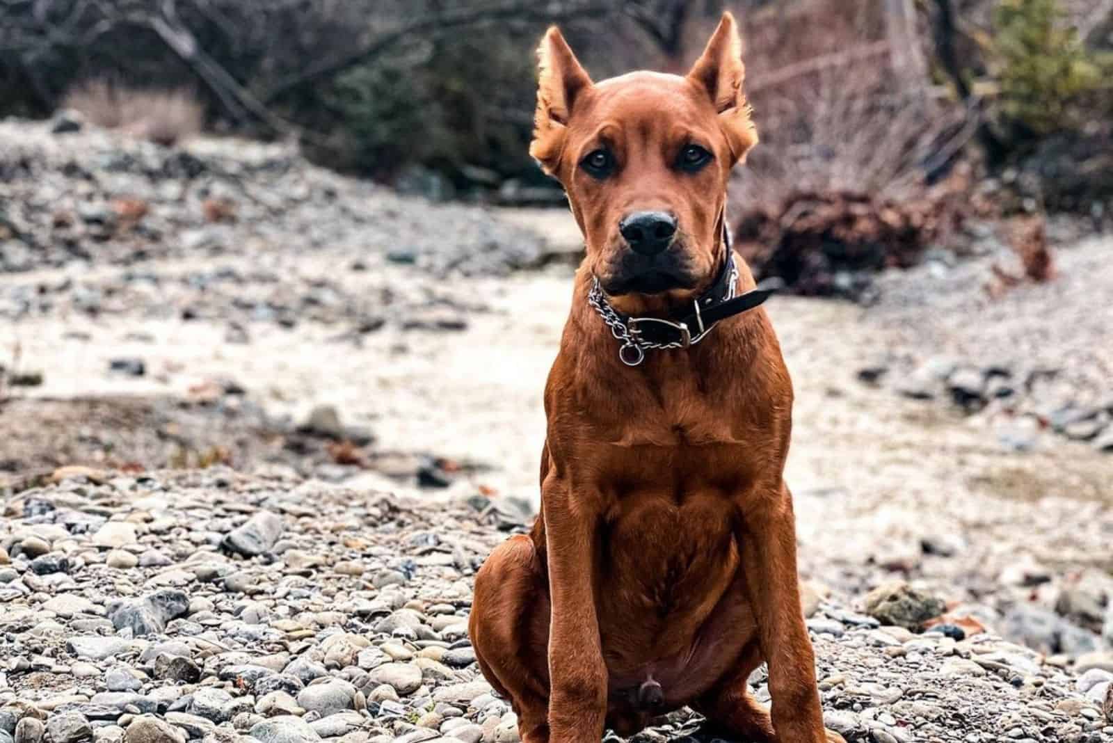 mezcla de cane corso doberman dobercorso