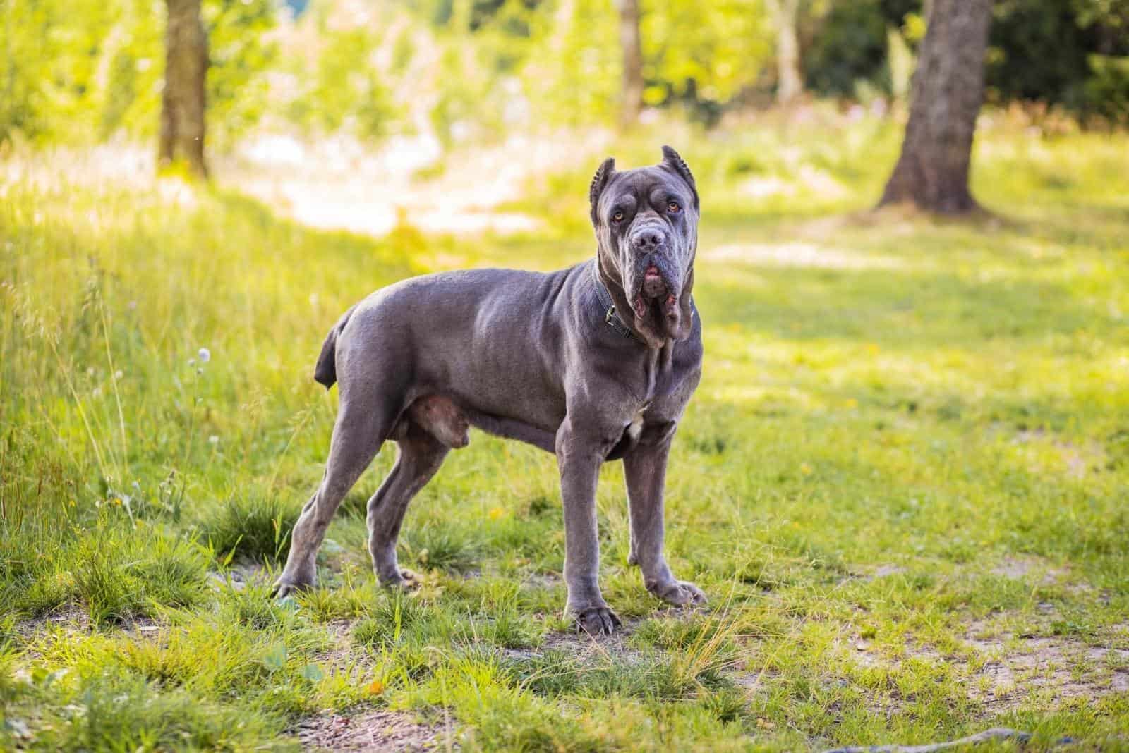 perro cane corso en el parque