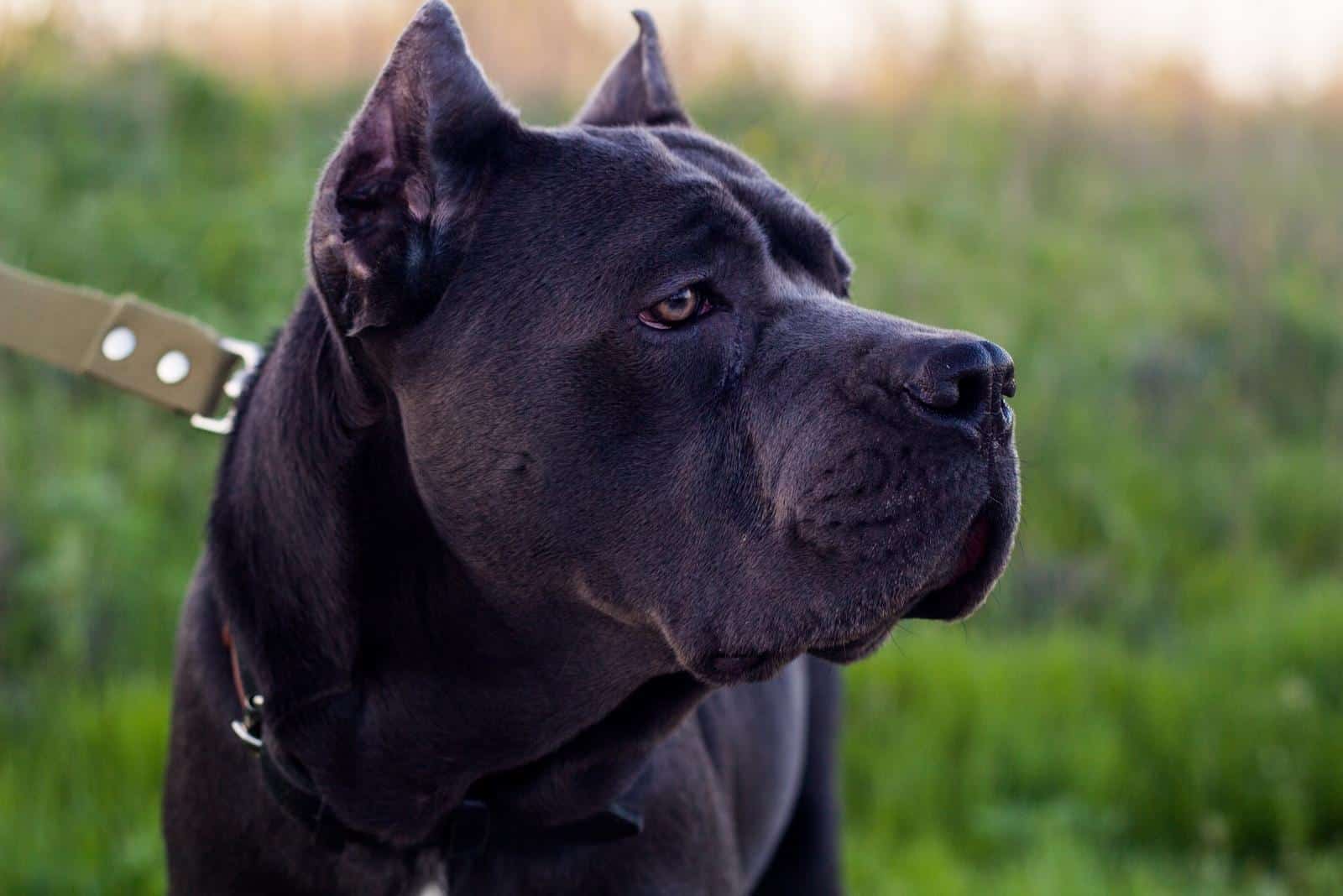 perro cane corso