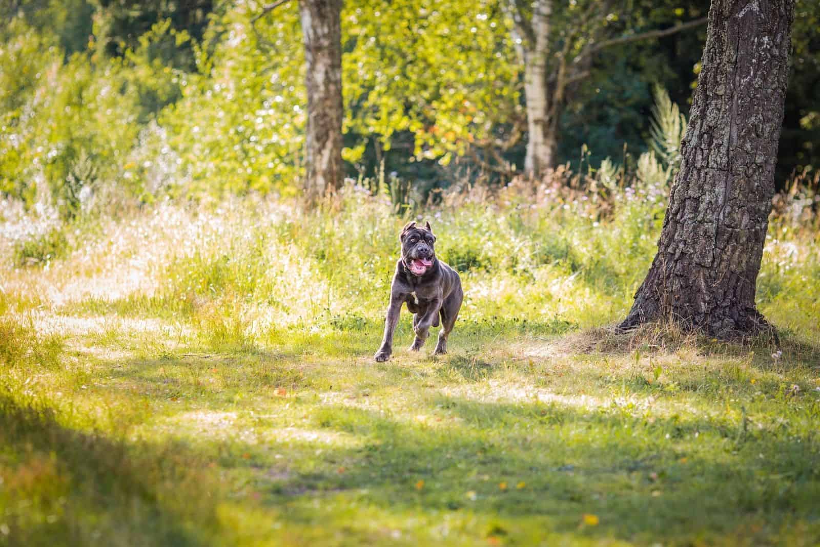 cane corso ejercitándose en el bosque/ césped