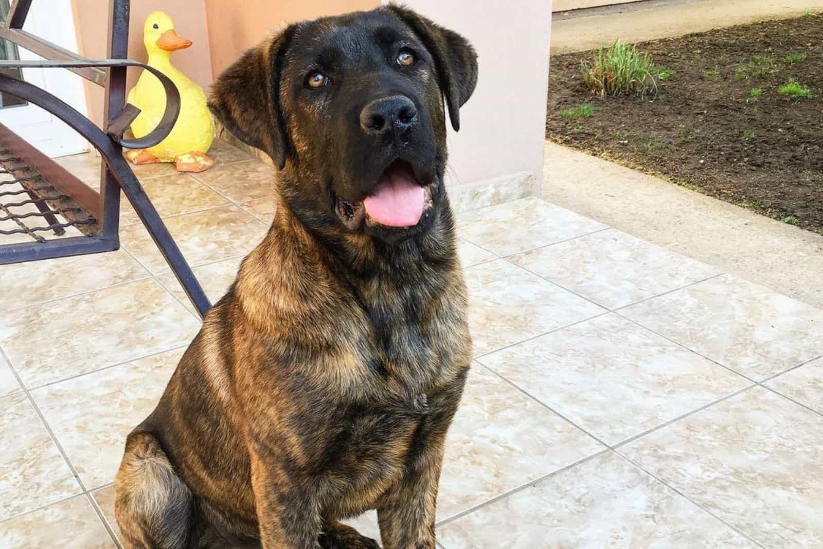 mezcla de cane corso pastor alemán german corso
