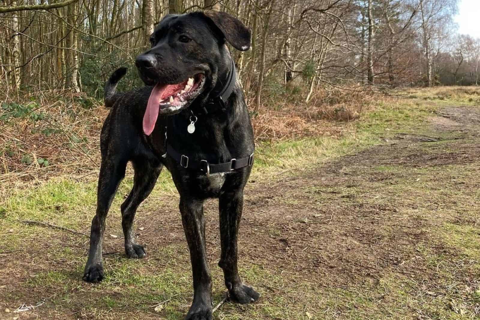 mestizo de cane corso y pastor alemán