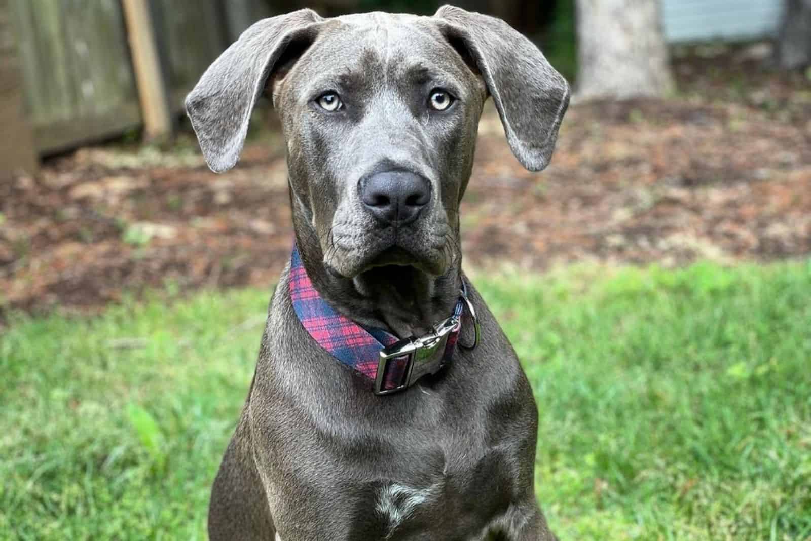 mezcla de cane corso gran danés dane corso
