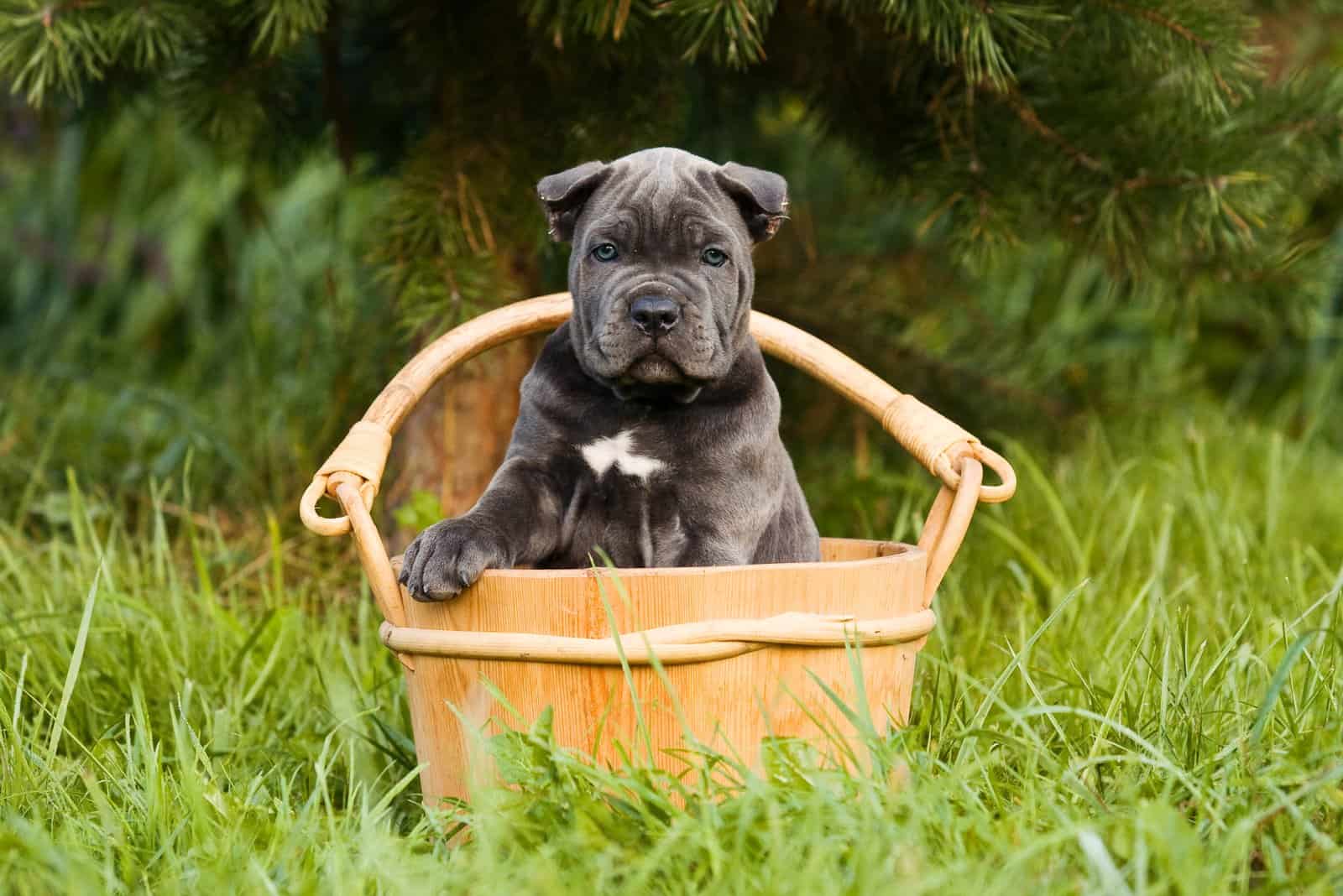 Cane Corso en un cubo