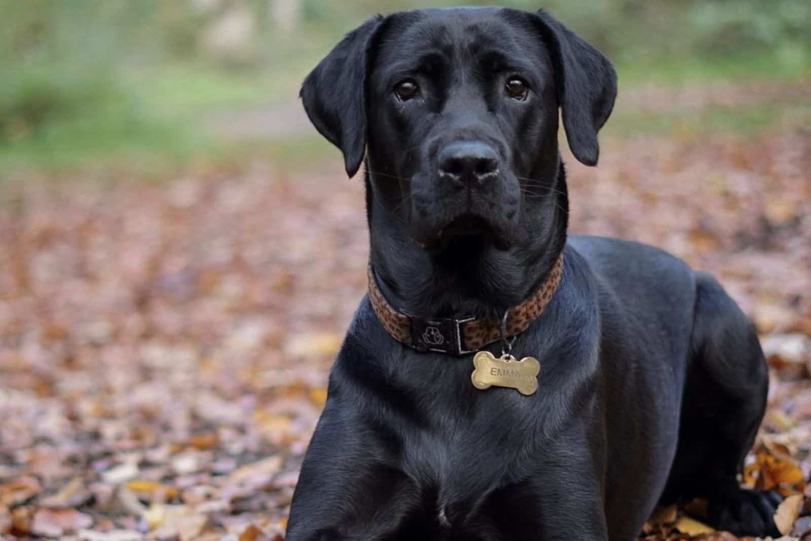 mezcla de cane corso labrador