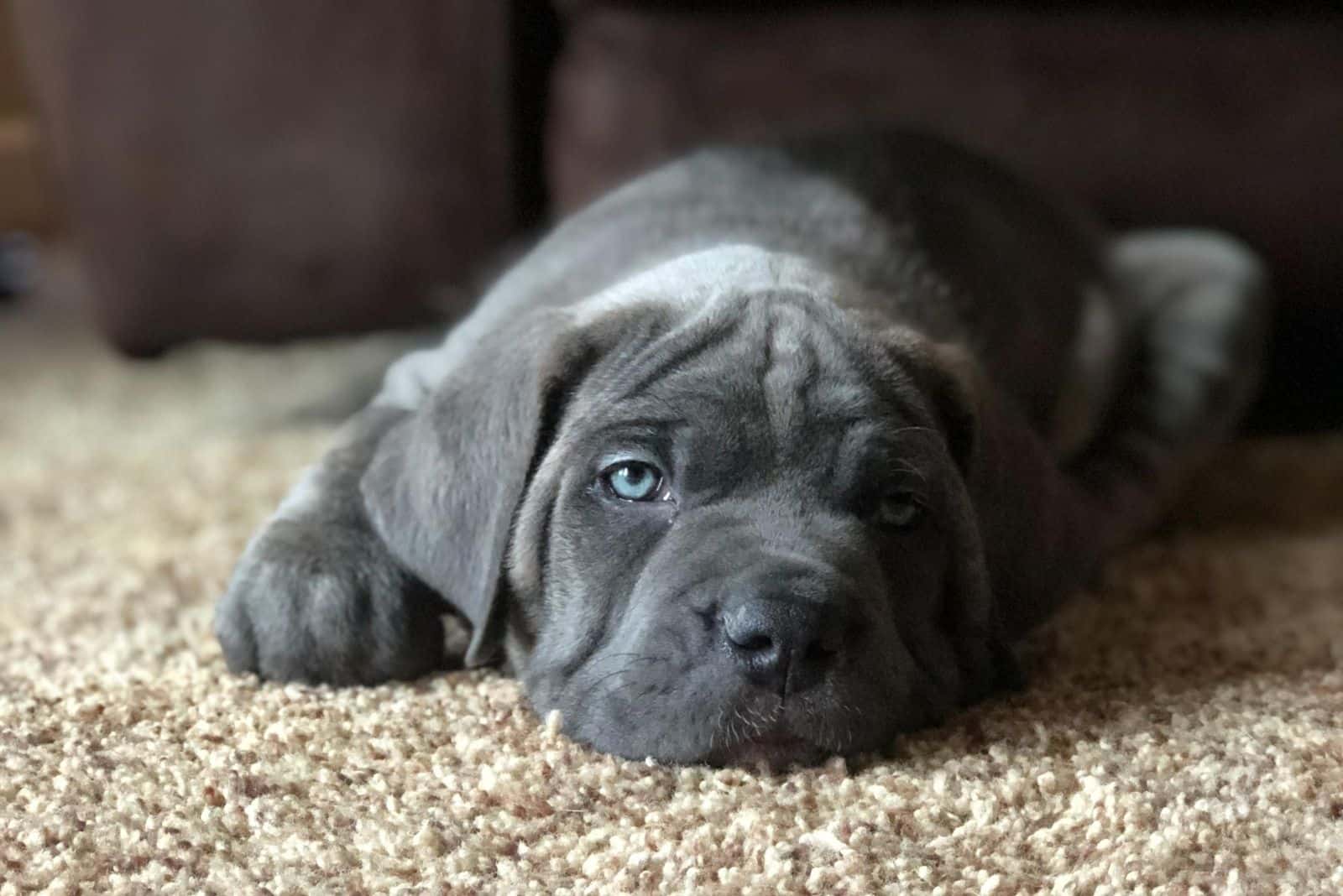 mezcla de cane corso mastín mast corso