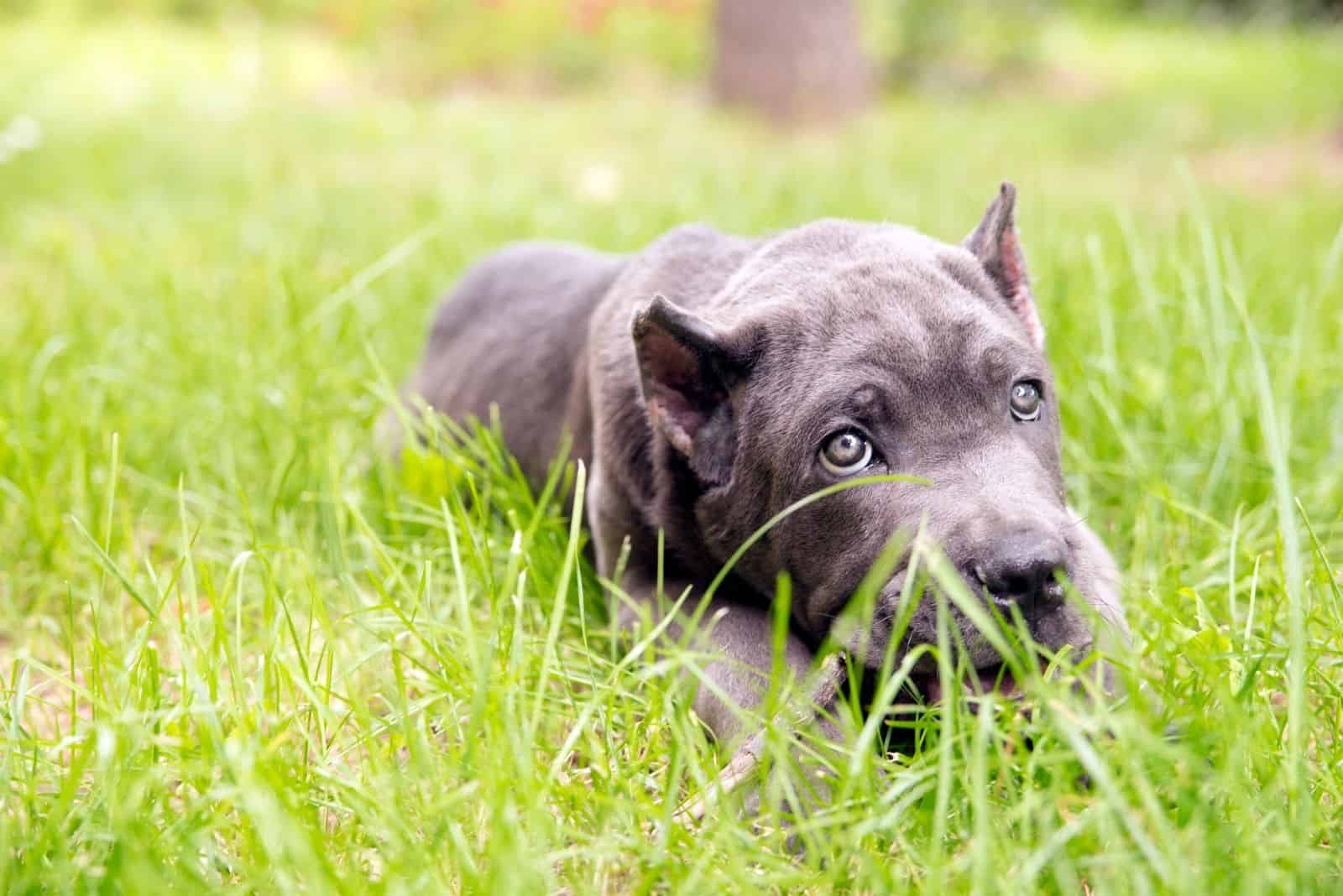 cachorro de mix cane corso acostado en el suelo al aire libre