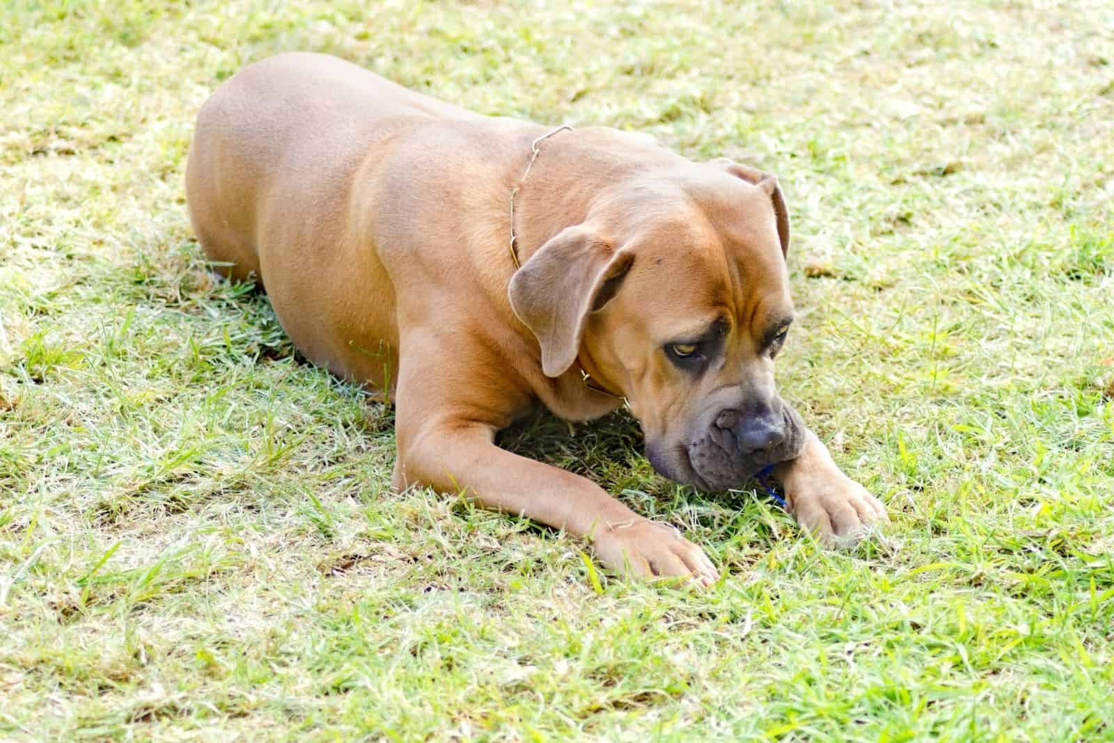 perro de raza mixta cane corso comiendo hierba mientras está acostado