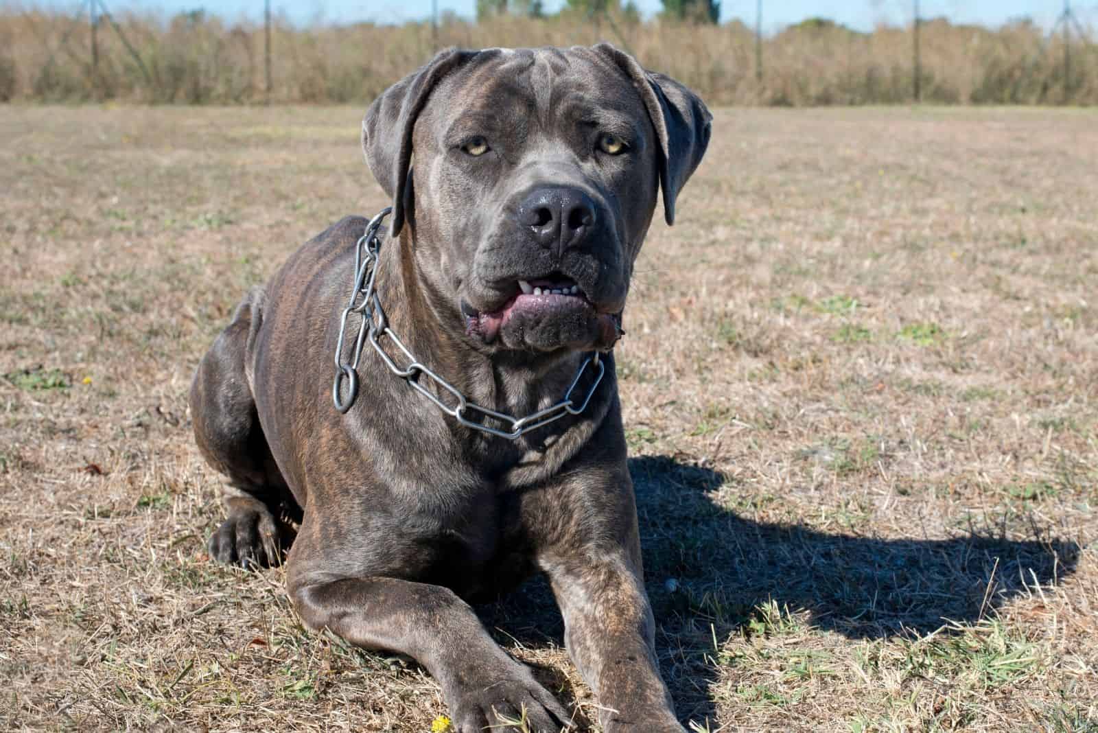 perro mezcla de cane corso acostado en el suelo