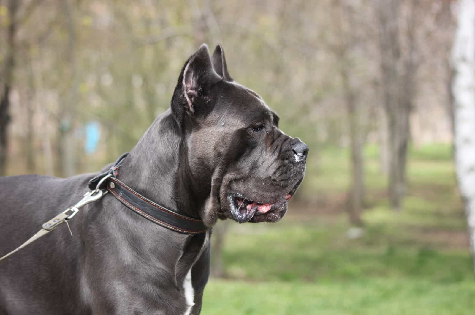 cane corso con correa