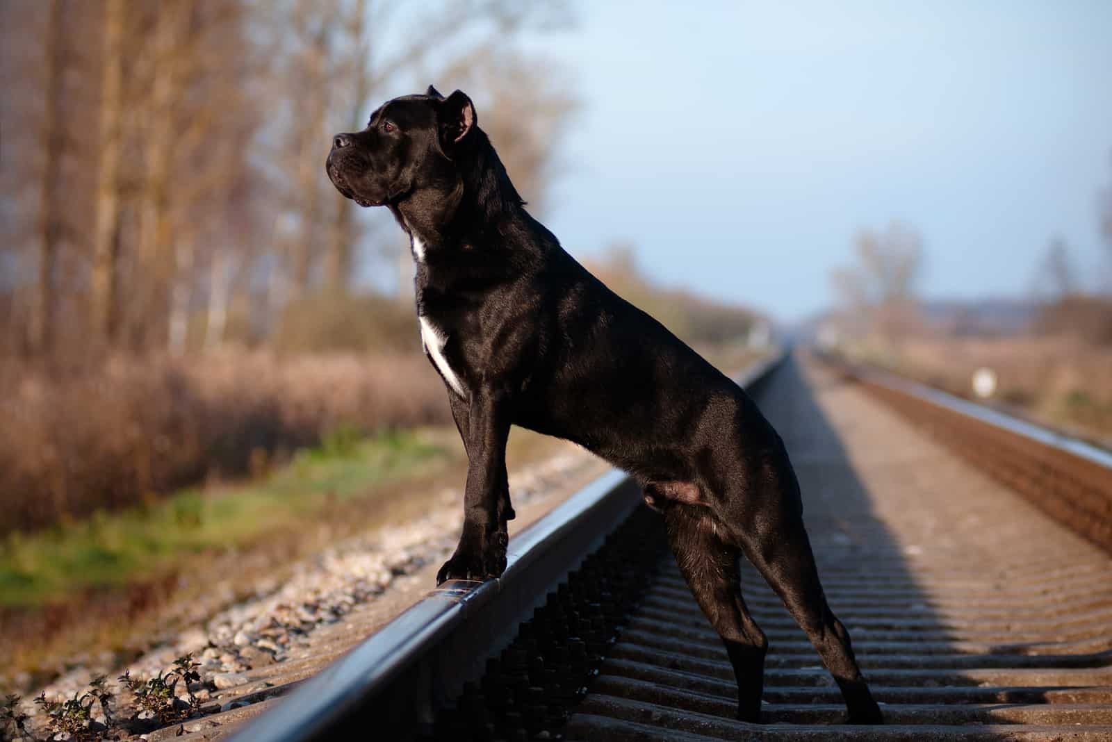 cane corso en una vía del tren