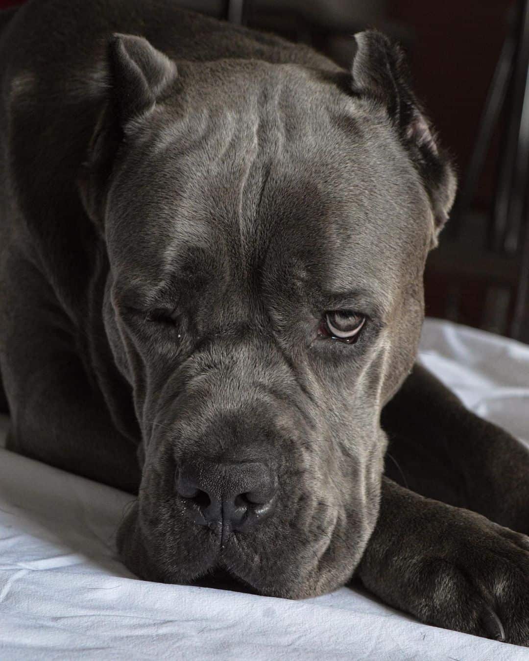 cane corso fotografiado de cerca