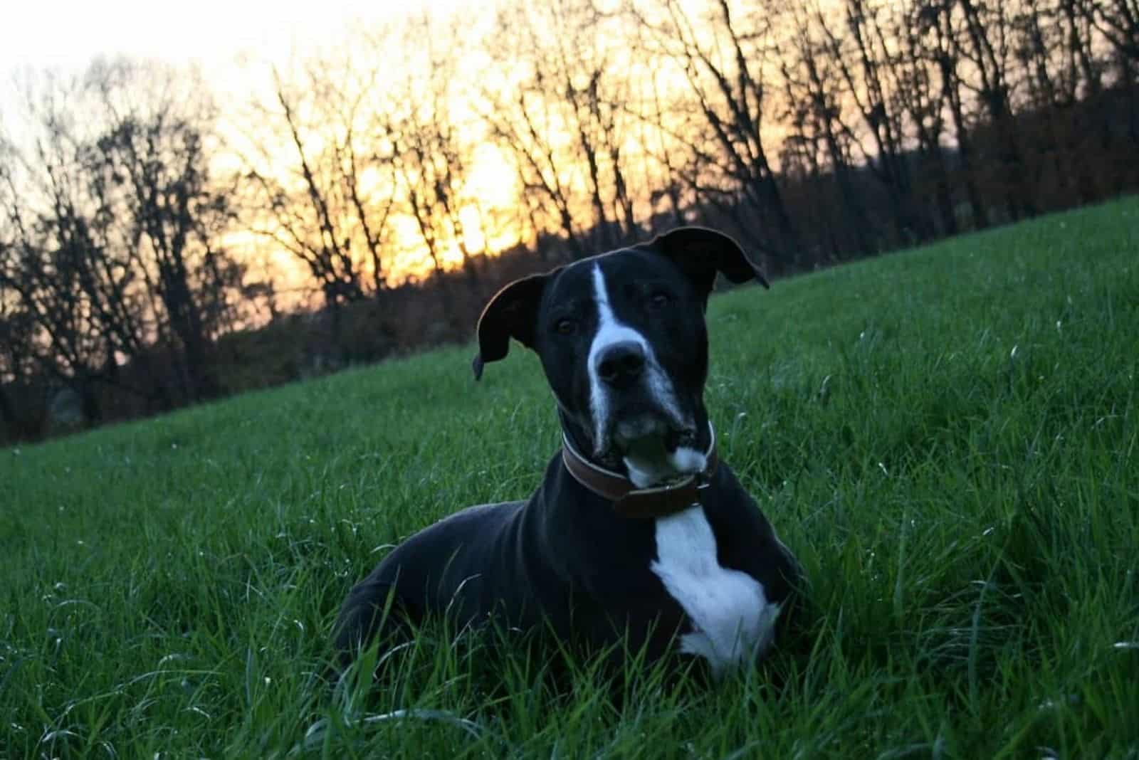 mezcla de cane corso pit bull pit corso