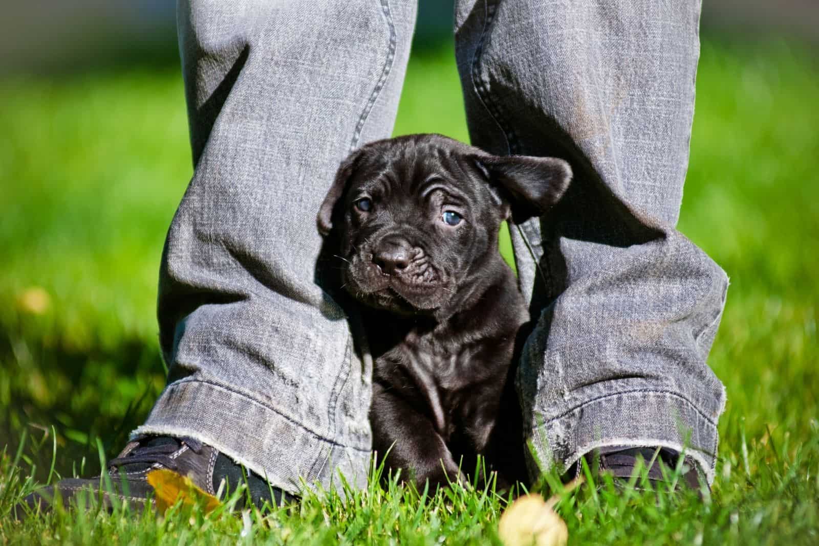 cachorro de cane corso pitbull entre los pies de una persona