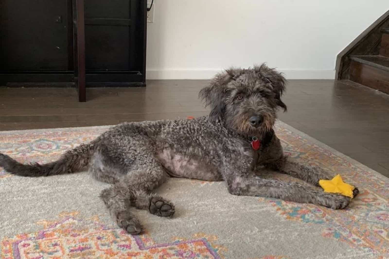 mezcla de cane corso poodle canoodle