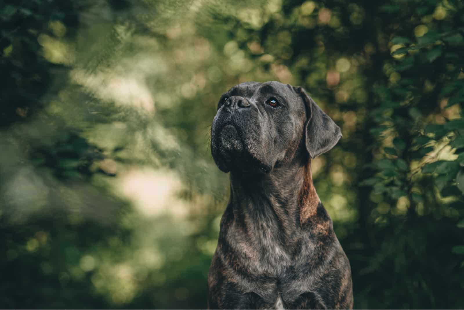 cane corso posando fuera en el bosque