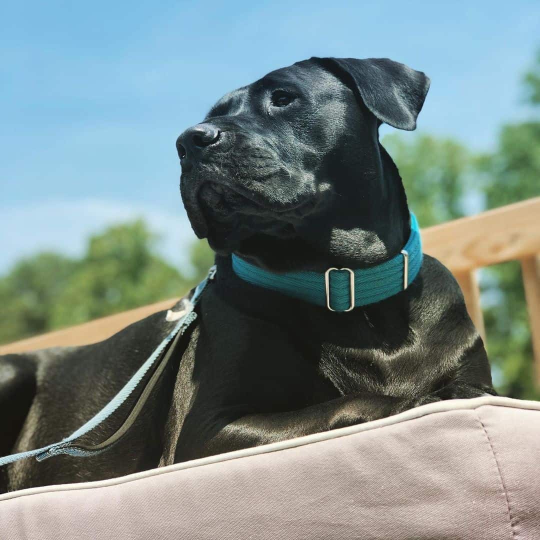 mezcla de cane corso presa canario con collar
