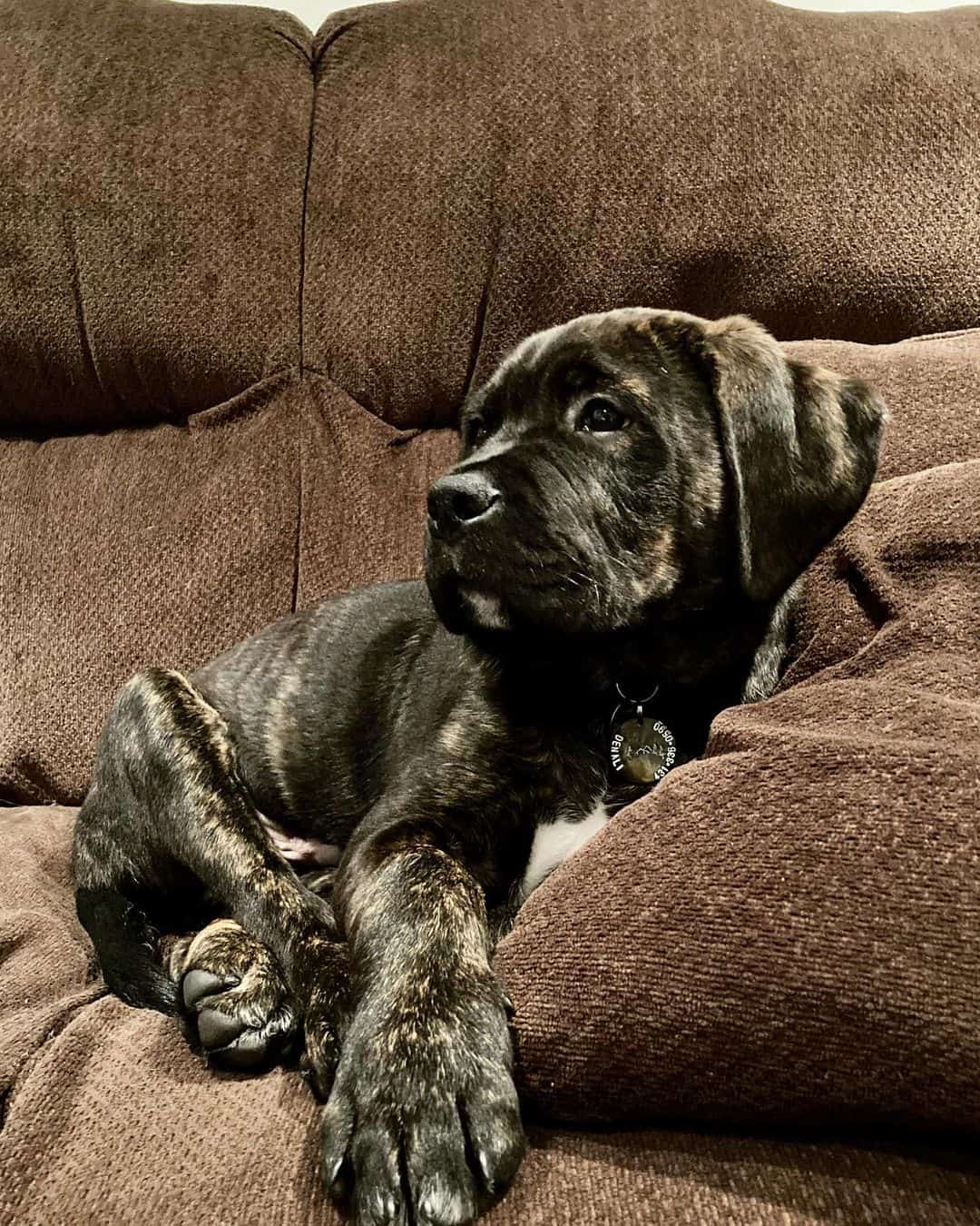 cachorro de mezcla cane corso presa canario