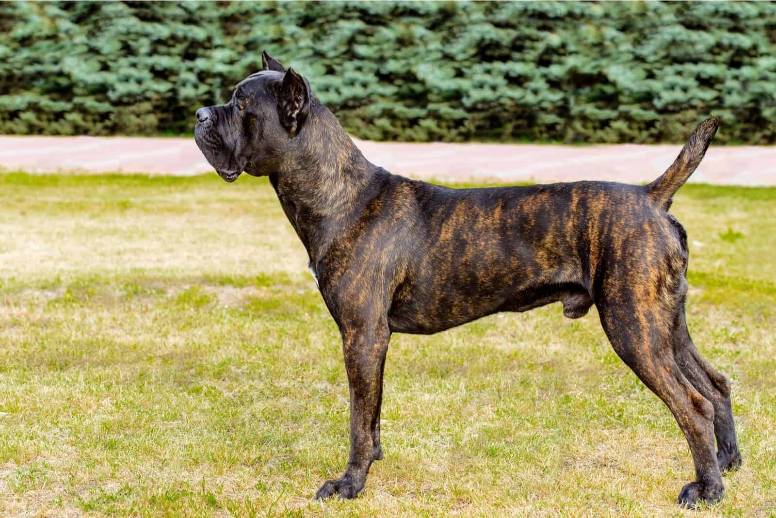 perfil de cane corso de pie en el parque vista lateral