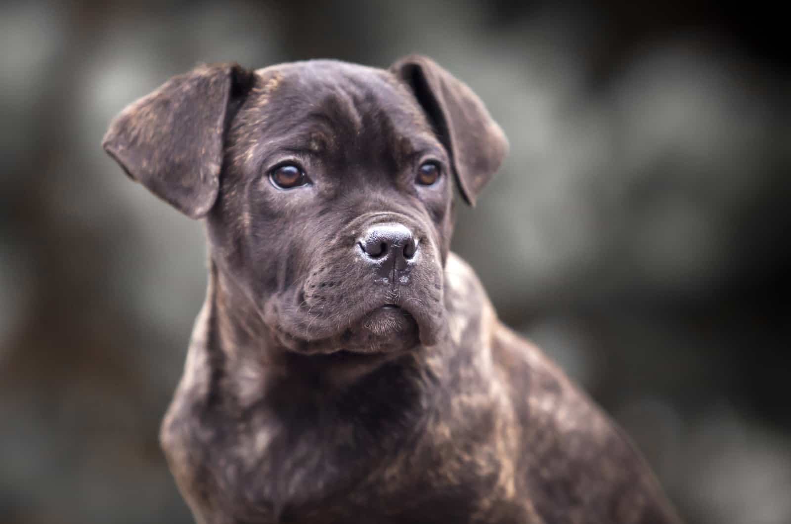 cachorro de cane corso primer plano