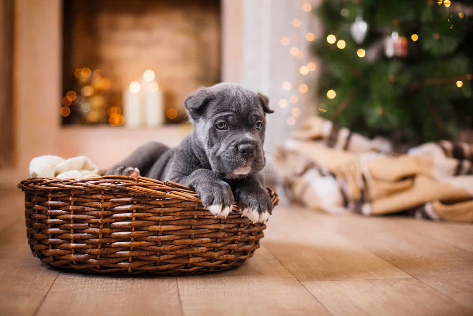 Cachorro de Cane Corso en una cesta