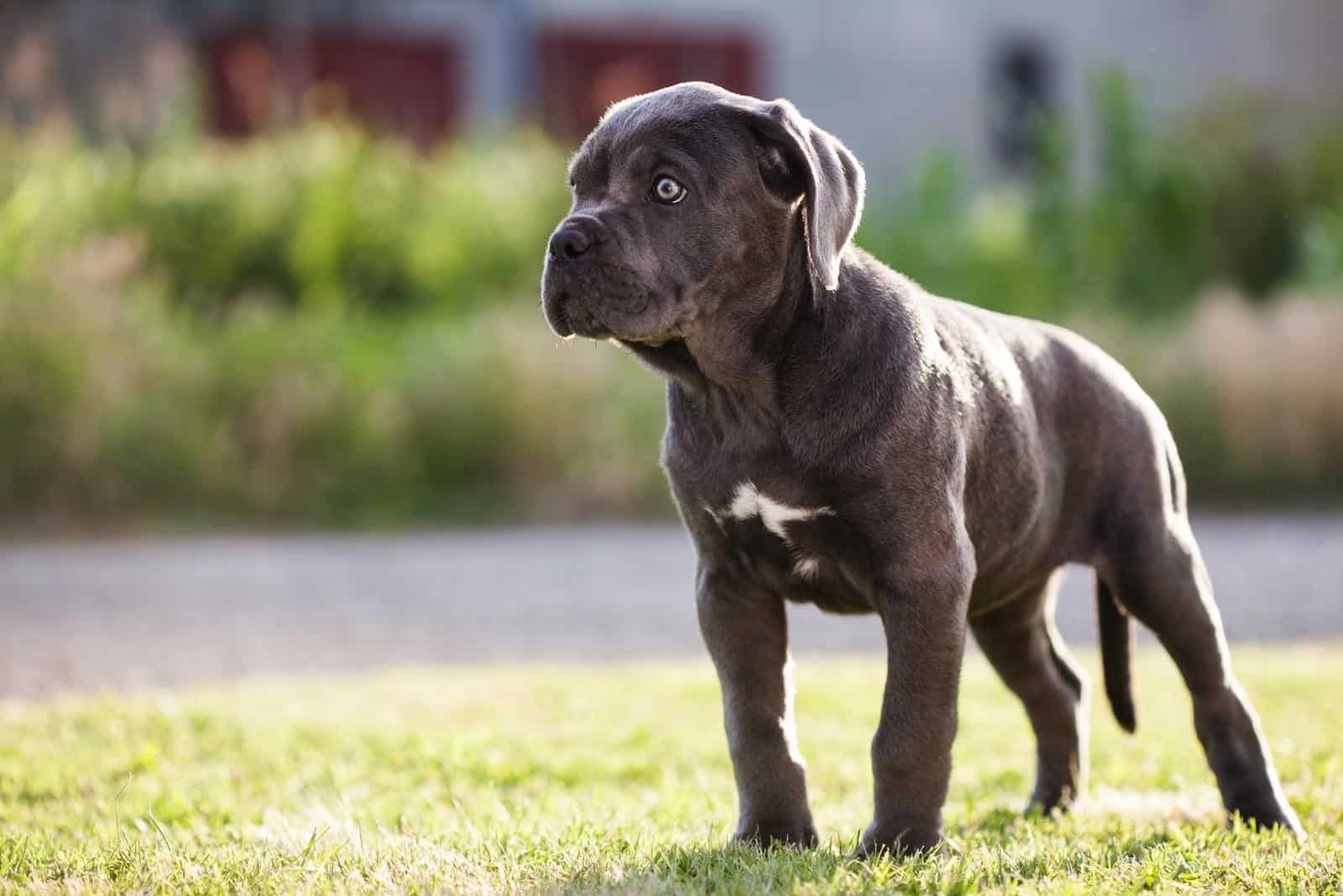 cachorro de cane corso en el parque