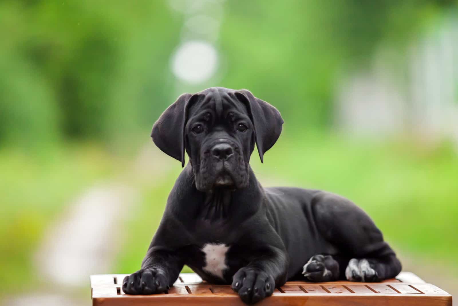 cachorro de cane corso tumbado afuera mirando a la cámara