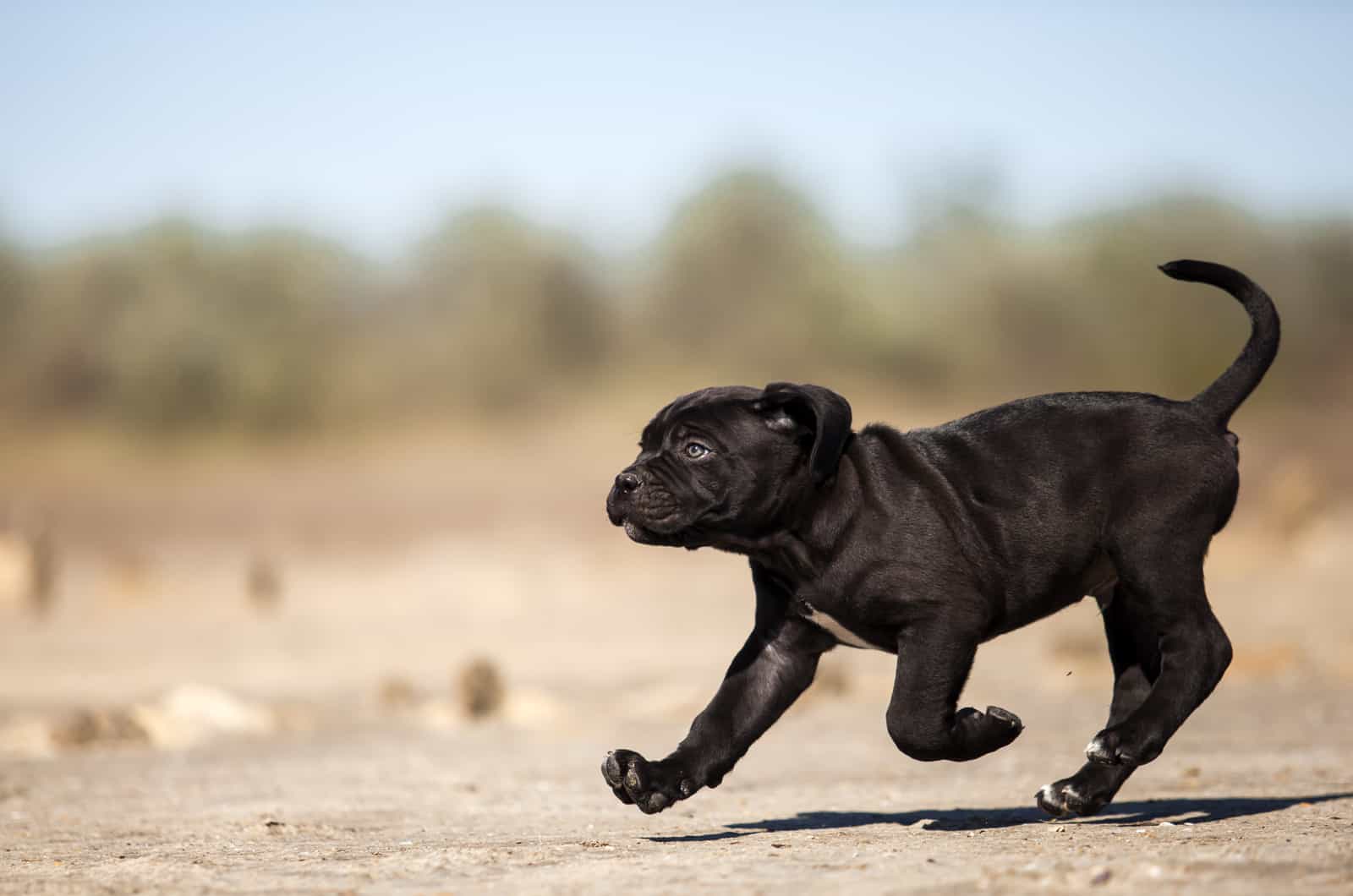 cachorro de cane corso corriendo