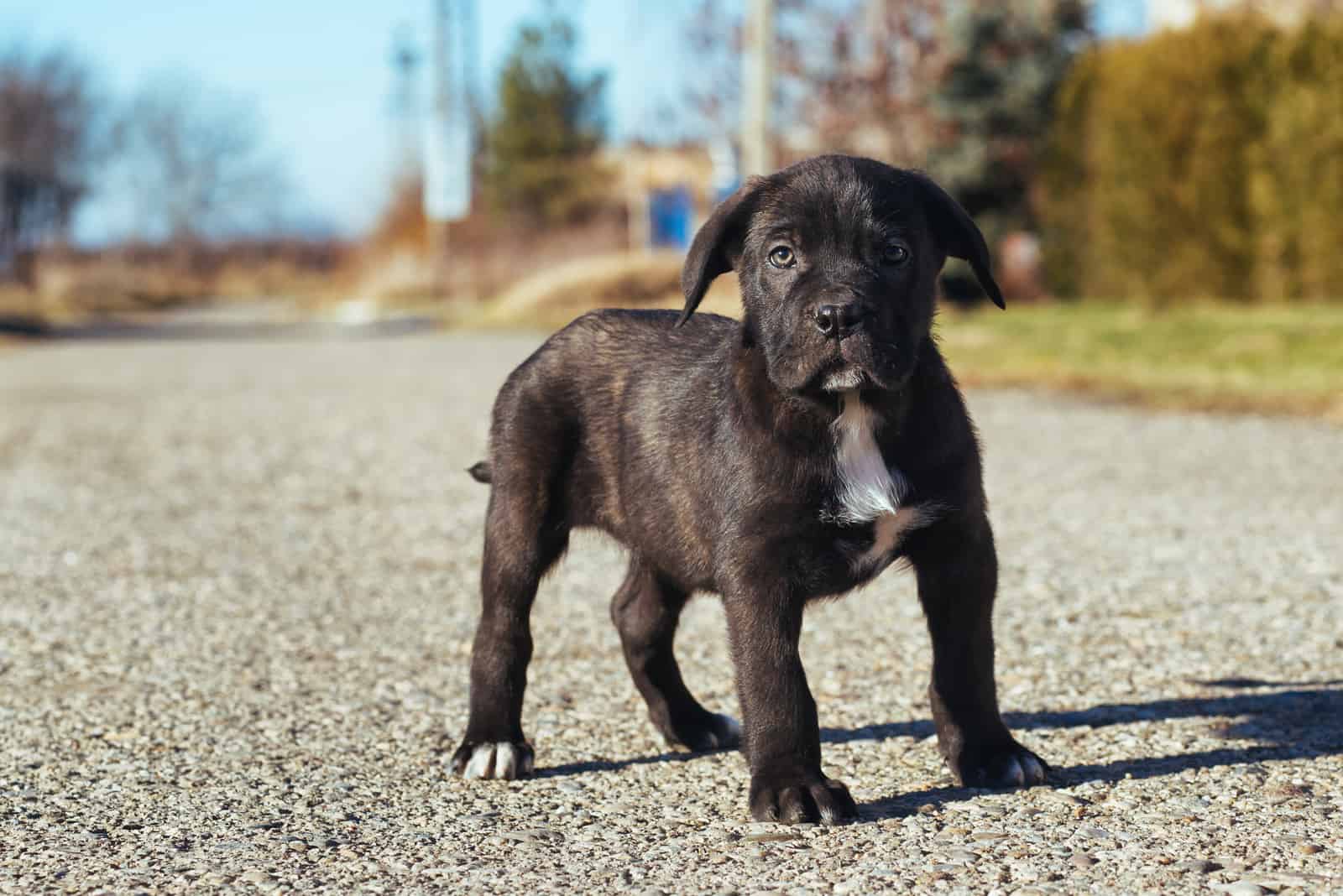 cachorro cane corso de pie al aire libre