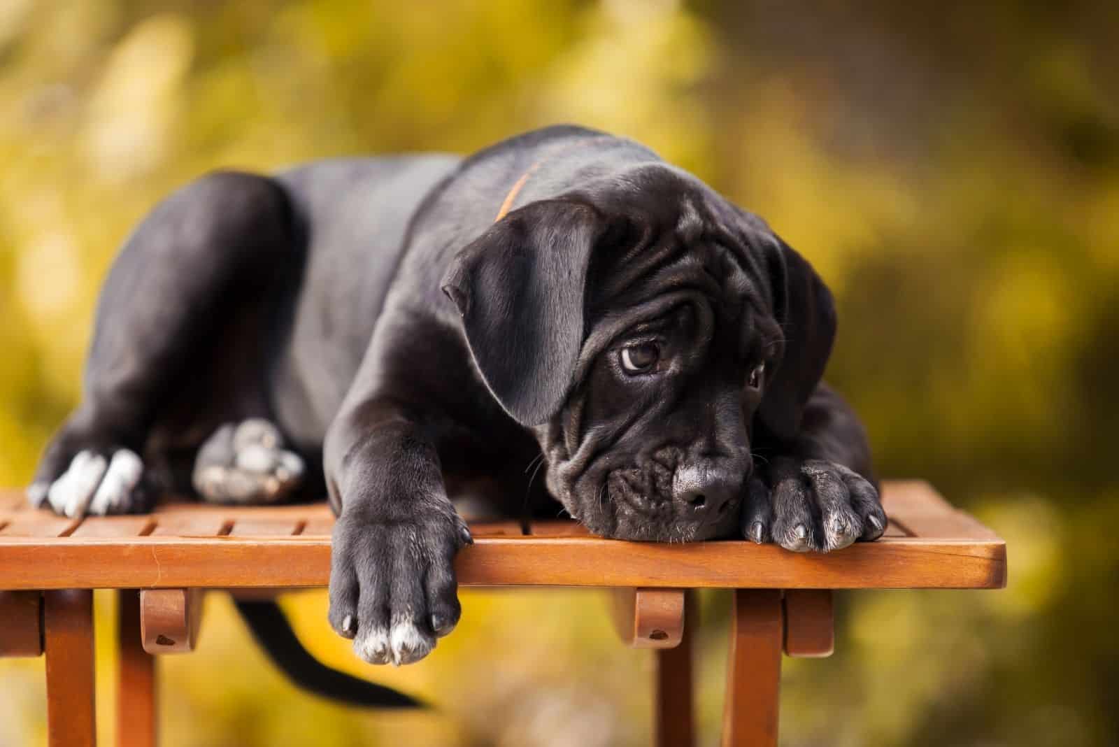 cachorro de cane corso acostado en un banco de madera al aire libre