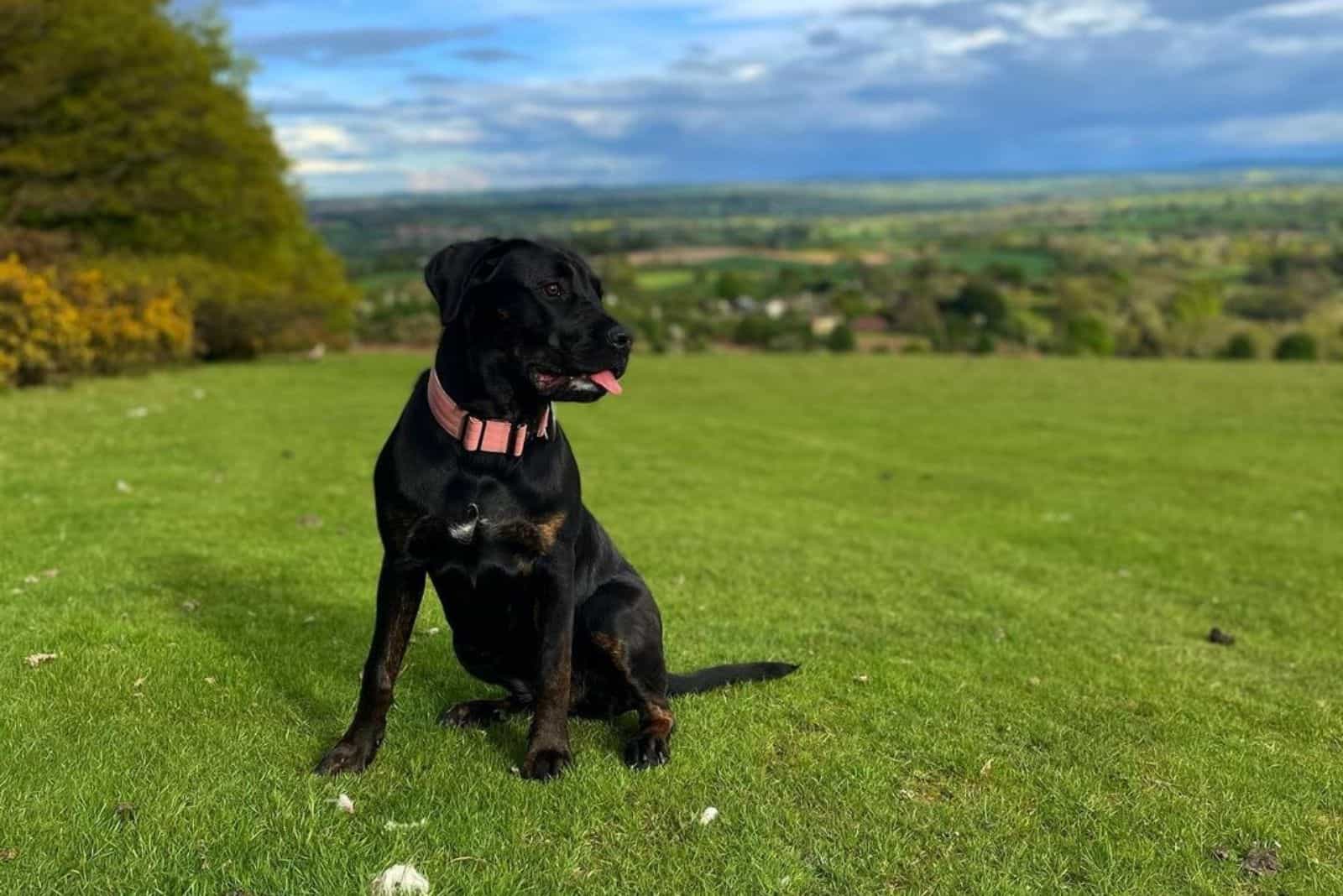 mezcla de cane corso rottweiler rotticorso