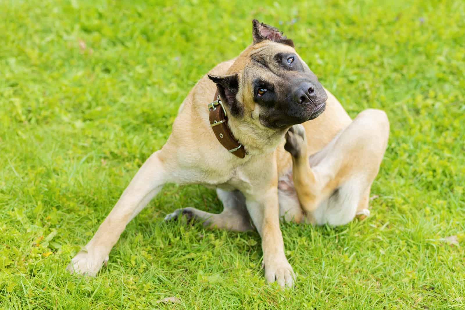 cane corso rascándose