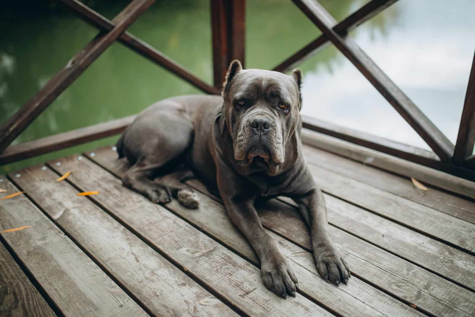 cane corso sentado en la plataforma mirando a la cámara