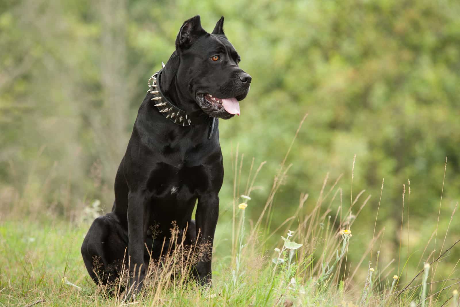 cane corso sentado afuera en césped