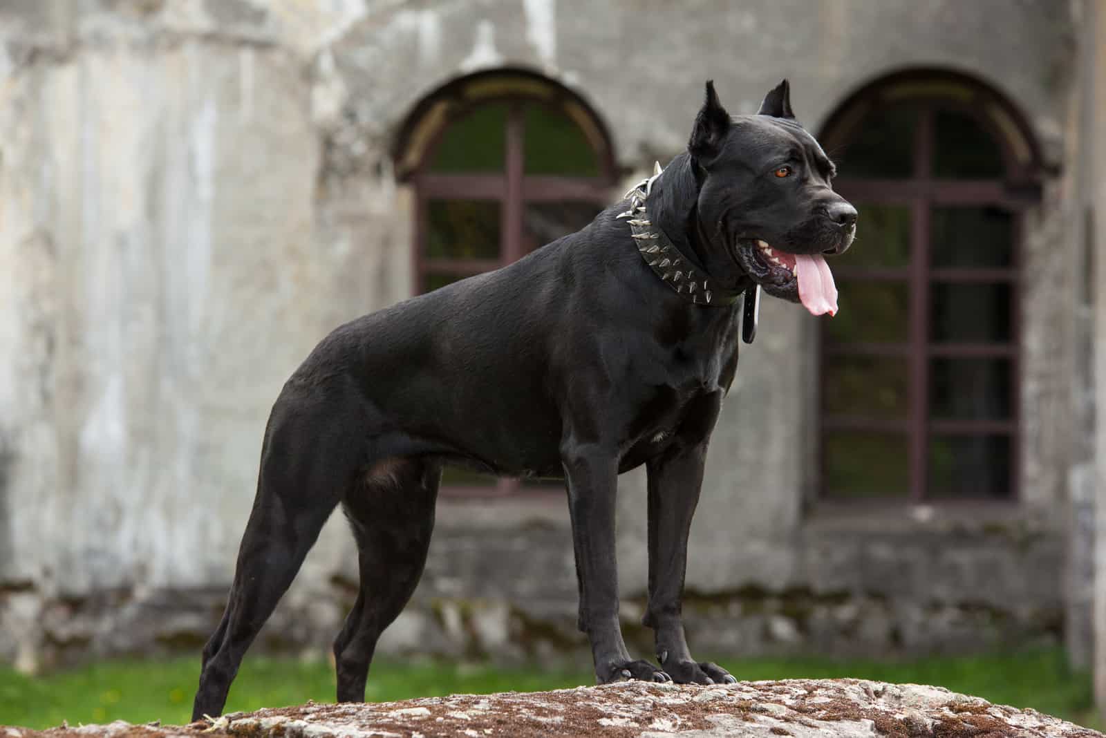 cane corso de pie afuera con una casa detrás