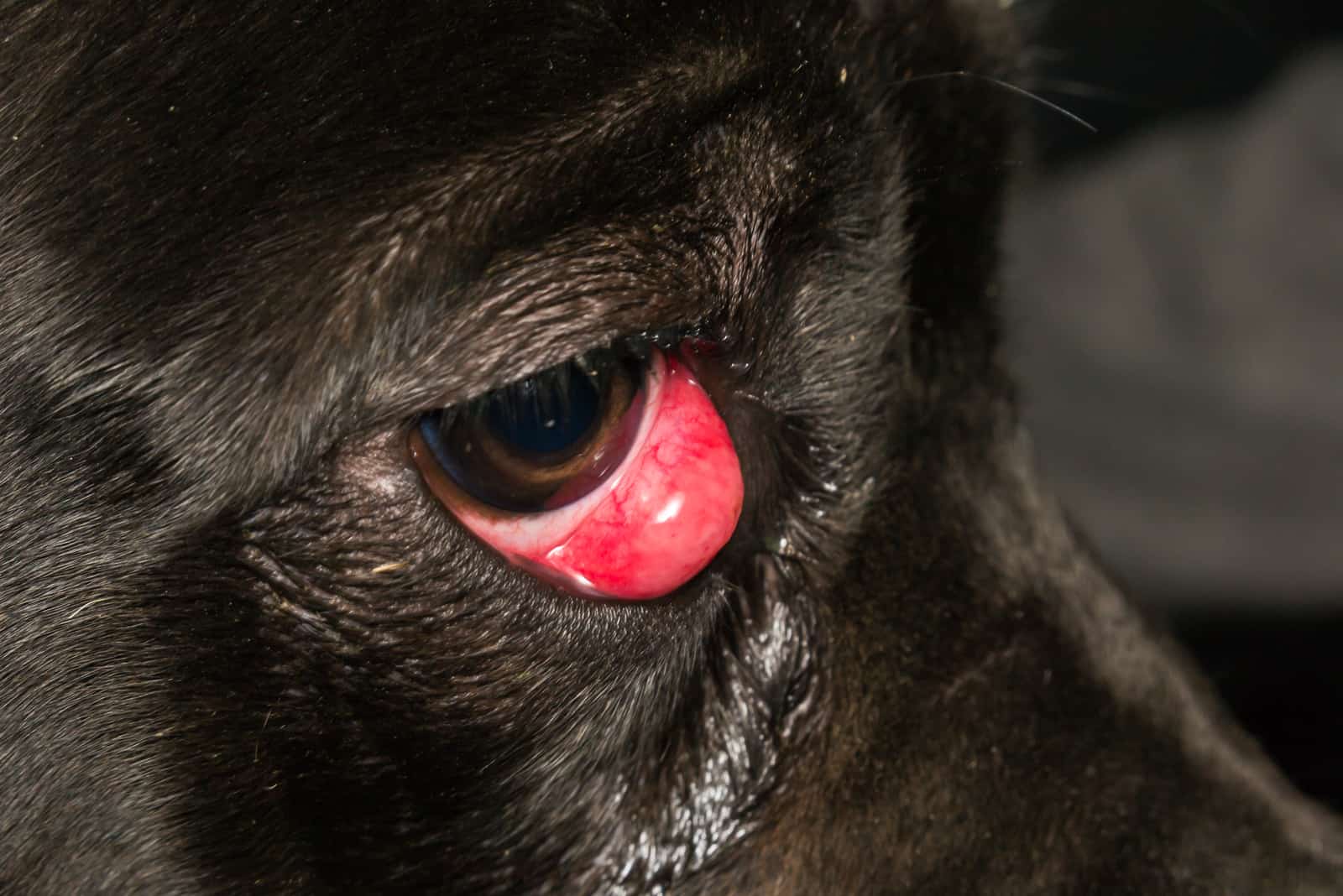 cane corso con un ojo de cereza