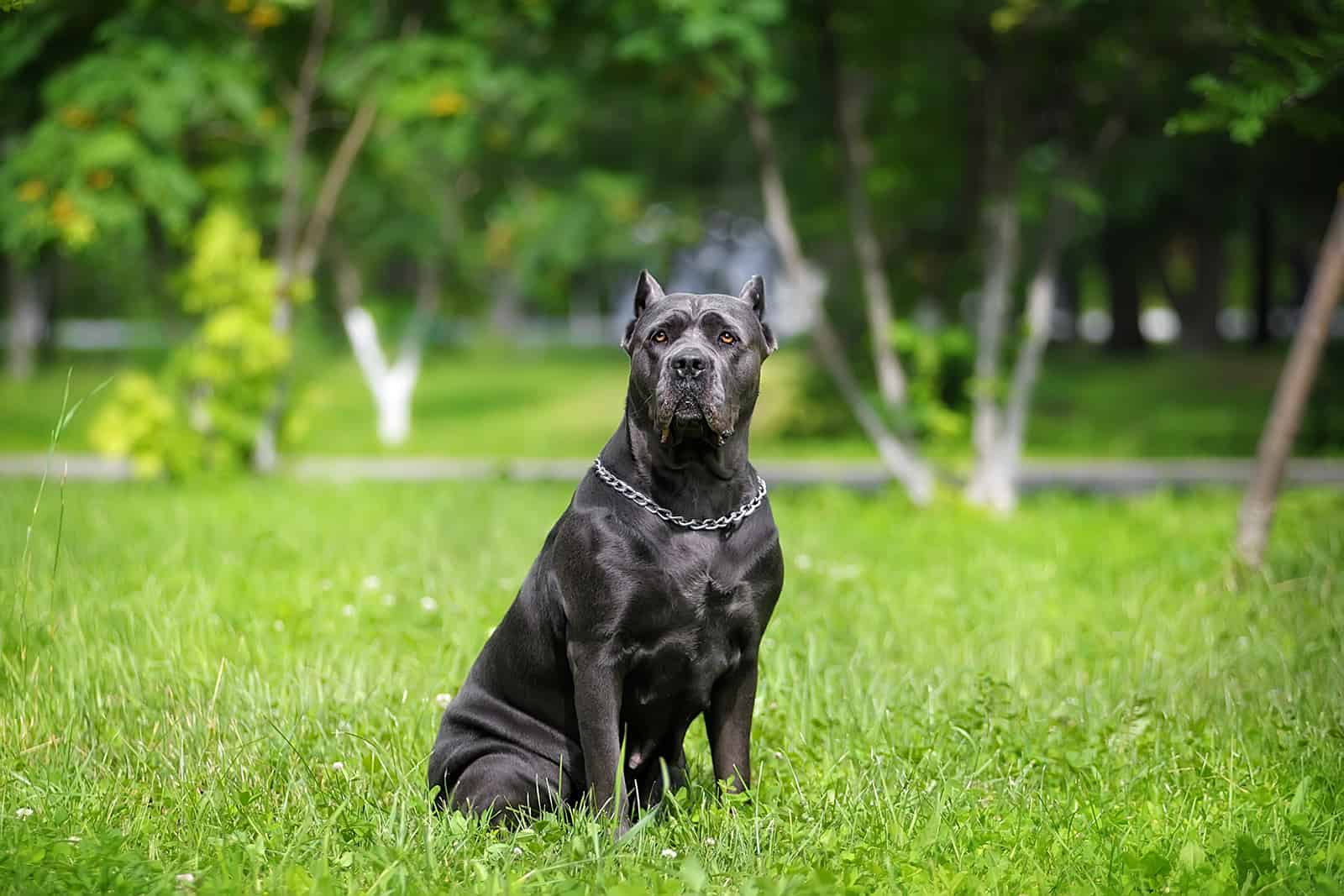 Cane Corso sentado en el césped verde