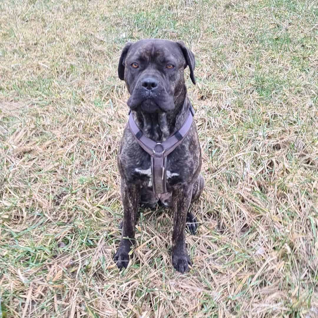 cane corxer en la naturaleza