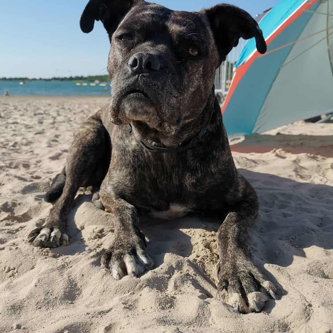 cane corxer en la playa
