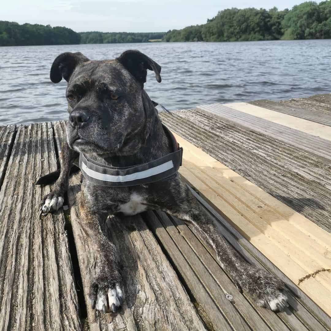 cane corxer descansando junto al lago